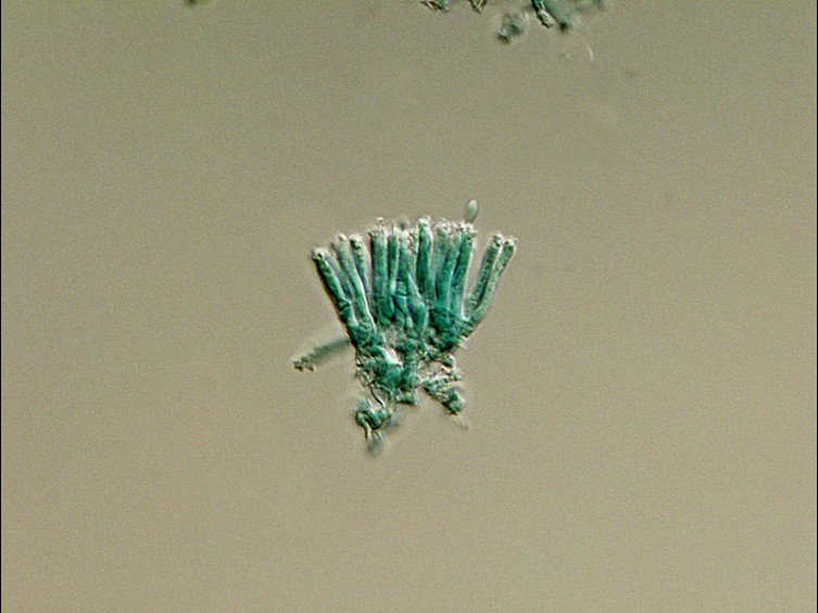 Ophiocordyceps floriformis